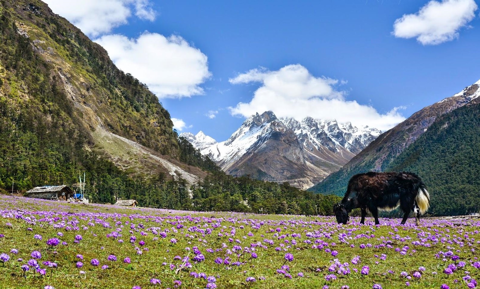 Yumthang Valley rhododendron sanctuary